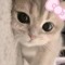 ฅ^•ﻌ•^ฅ ALL_HAIL_KITTENS