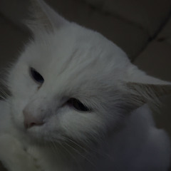 Gaba