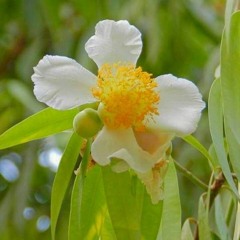 Nui Passapara Wattana
