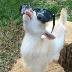 Weezer kocham weezer