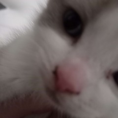 cloest