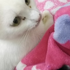 Alaa kyu