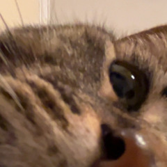 ChickenManUgh