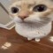 cat 🙀