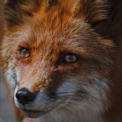 Mr. Fox