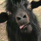 Goat Lord