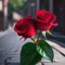 noor