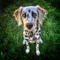 Spots