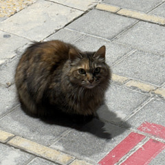 Rallou
