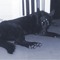 BLUDDYHOUNDZZ