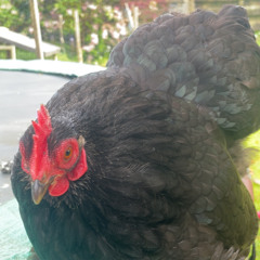 AsianHenners 🚗🤩