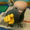 pigeon te pointant du doigt