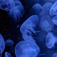 ׅ ˚˖꒰ིྀƙα͜͡nnྀིྀིα𐙚໊·˚ֶָ֢