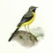 Grey wagtail
