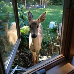 الكونغرس🐆🦚✨🎱💸🏳️‍🌈🪂🎻🪈🎲