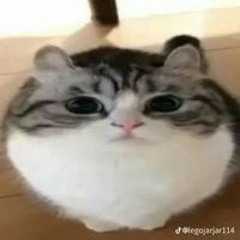 lil small pp