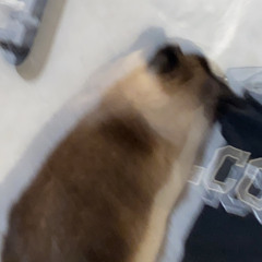 rikosuaveyatusabe