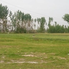 salmankhan