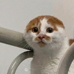 LanMewMew