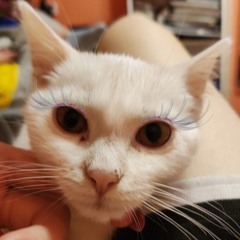 Oonkoa