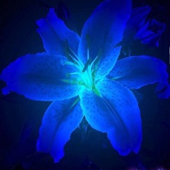 lily of shadows