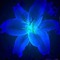lily of shadows