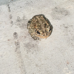 rye