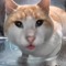 A Kitty Cat