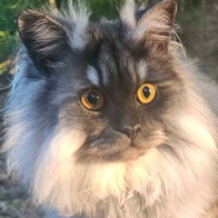 Robtorius