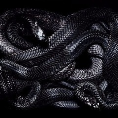 coronellasnakepit