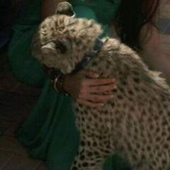🐆✨ ✪