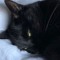 chatnoir