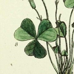 Pain de Coucou Musique ☘