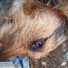 pierro