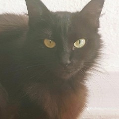 Jujuba
