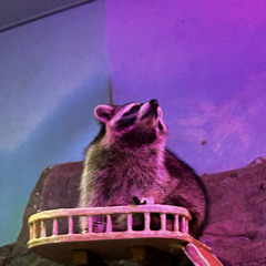 Raccoon