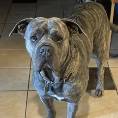 Harley Faye