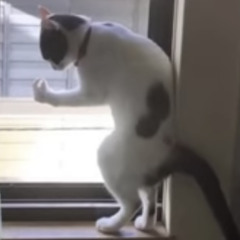 Cat on window seal planing world domination