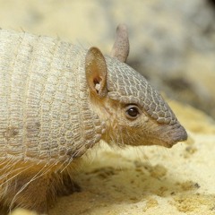 Armadillo