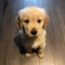Kaspi's puppy