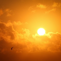 SUN