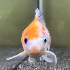 Robert