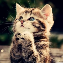 monsterkitty