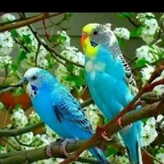 سعد اسماعيل سعد عبدالبارى