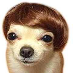 Dat Dog Across The Street