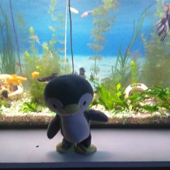 pingu