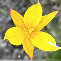 RHIZOM