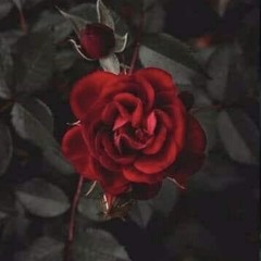 heba