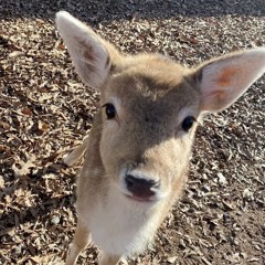 Skye 🦌