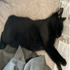 аргєнт-тріп